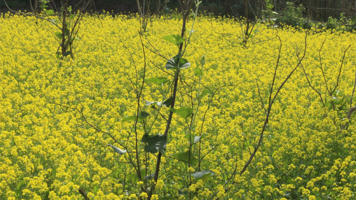 ডিসেম্বর ০৫,২০২১