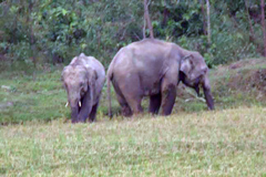 বুনো হাতির হামলায় শিশুসহ দুই রোহিঙ্গার মৃত্যু