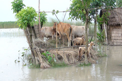 বগুড়ার সারিয়াকান্দিতে ৫ হাজার পরিবার পানিবন্দি