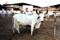 গরুর মাংস রফতানিতে ভারত তৃতীয়