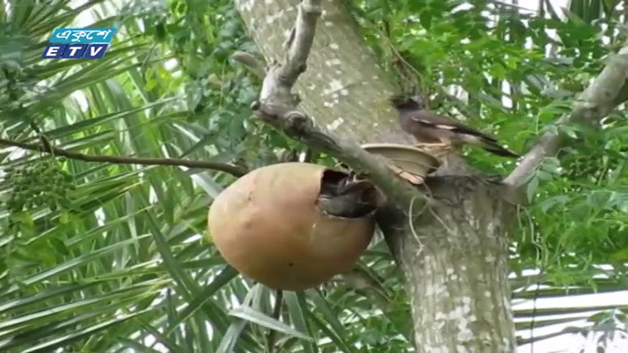 চুয়াডাঙ্গার বেলগাছি এখন পাখির অভয়ারণ্য (ভিডিও)