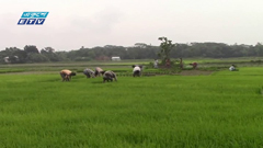 নেত্রকোণায় রোপা আমন ধানের আবাদে কৃষকরা ব্যস্ত(ভিডিও)