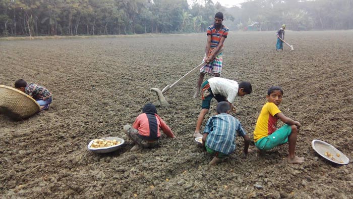 আলু রোপণে ব্যস্ত উত্তর অঞ্চলের কৃষকরা