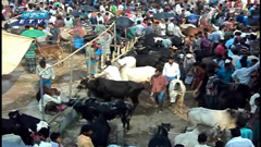 দেশজুড়ে কোরবানীর পশু জমজমাট বেচাকেনা(ভিডিও)