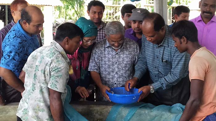 কৃত্রিম প্রজননের মাধ্যমে খরকি মাছের পোনা বিস্তার (ভিডিও)