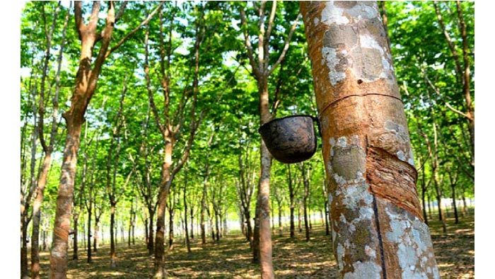 পরশুরামে ব্যক্তি উদ্যোগে রাবার বাগানে সফলতা