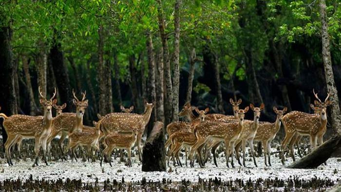 সুন্দরবনে রেড এলার্ট জারি, বন কর্মকর্তাদের ছুটি বাতিল