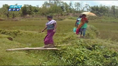 খাবার পানি আর যোগাযোগ ব্যবস্থার অভাবে দূর্ভোগ(ভিডিও)