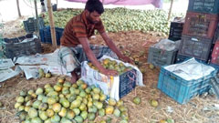 দিনাজপুরে আমের বাজার ধসে দিশেহারা চাষীরা