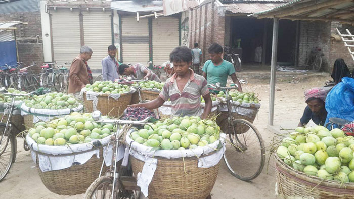 ১২ টাকা কেজিতে পাওয়া যাচ্ছে আম