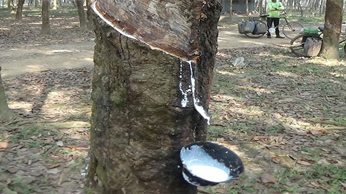 ফেনীর পরশুরামে রাবার বাগানে শুরু হয়েছে কষ সংগ্রহ