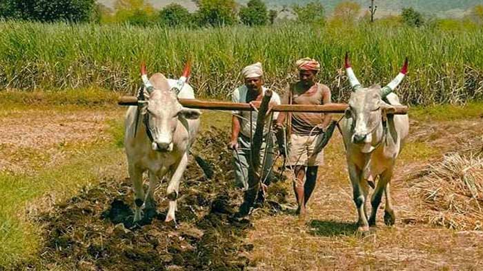 কৃষিকাজ ছাড়তে চায় ৬৫ শতাংশ কৃষক