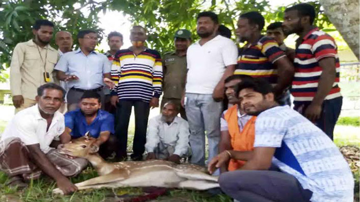 লোকালয় থেকে উদ্ধার চিত্রল হরিণ সুন্দরবনে অবমুক্ত