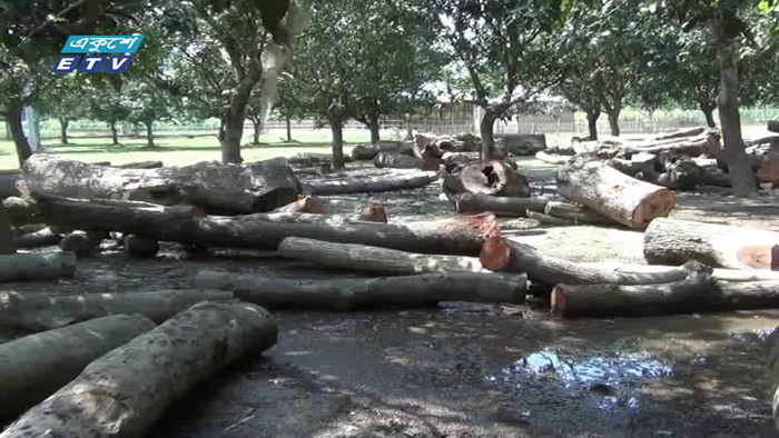 দিনাজপুরে টেন্ডারবিহীন গাছ কাটার অভিযোগ (ভিডিও)