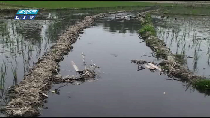 ময়মনসিংহে কারখানার বর্জ্যে ফসলি জমি নিস্ফলা (ভিডিও)