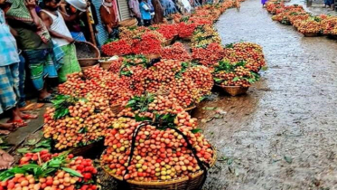 ব্রাহ্মণবাড়িয়ায় কোটি টাকা লিচু বিক্রির আশা