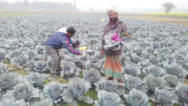 যশোরে গোলাপী বাঁধাকপিতে বাজিমাত