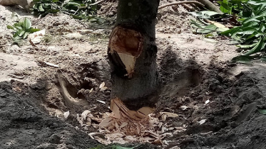 ফিলিং স্টেশনের রাস্তা করতে ফলবান গাছ কেটে উজাড়