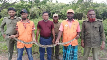 শরণখোলায় অজগর উদ্ধার, সুন্দরবনে অবমুক্ত