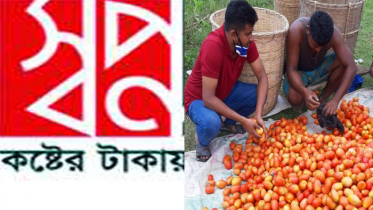 দিনাজপুরের টমেটো চাষীদের পাশে ‘স্বপ্ন’