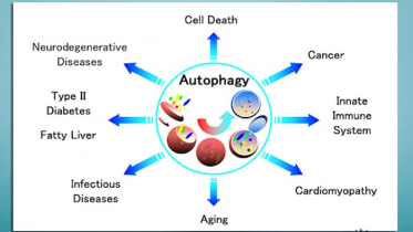 অটোফেজি প্রক্রিয়াটি আসলে কি?
