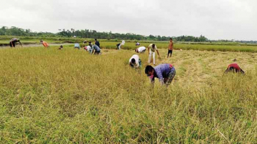 বাগেরহাটে কৃষকের ধান কেটে দিল ছাত্রলীগ 