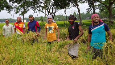 এমপি লিপির নির্দেশে কৃষকের ধান কেটে দিচ্ছে ছাত্রলীগ