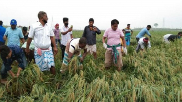 সাভারে কৃষকের ধান কেটে দিলেন সাবেক চেয়ারম্যান