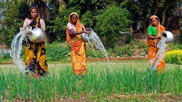 পাবনায় ফের বেড়েছে পেয়াঁজের দাম 