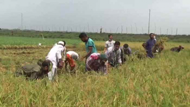 রাজবাড়ীতে ধান কাটা শুরু