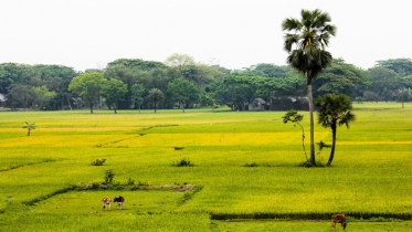 দিনের তাপমাত্রা সামান্য বৃদ্ধি পাবে