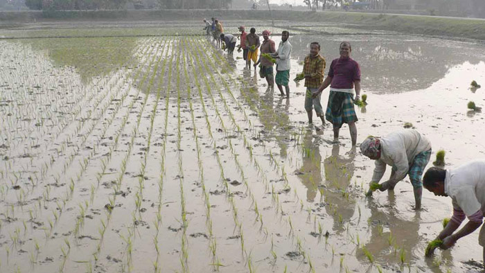 শার্শায় বোরো চাষের ধুম পড়েছে, বাম্পার ফলনের আশাবাদ