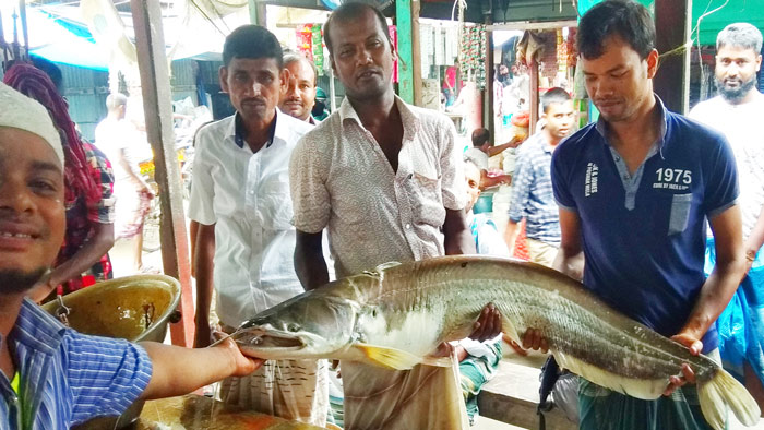 বরশিতে ধরা পড়ল বিশলাকৃতির বোয়াল