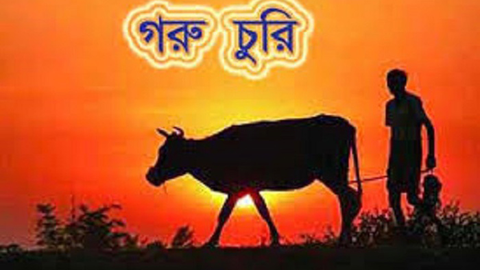 বাউফলে তিন কৃষকের গরু চুরি