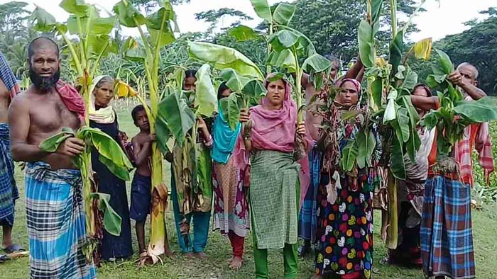 পূর্ব শত্রুতার জেরে শতাধিক কলাগাছ কেটে দিয়েছে দূর্বৃত্তরা