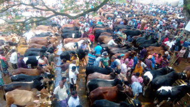 জমে উঠছে সীমান্তের পশুর হাট