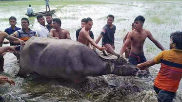 অবশেষে ধরা দিল পুলিশের গুলি করা সেই মহিষ