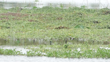 কুড়িগ্রামে বন্যায় ২০ হাজার হেক্টর ফসলি জমি প্লাবিত