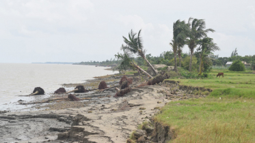 মেঘনার ভাঙ্গনে হুমকির মুখে হাজারও মানুষ