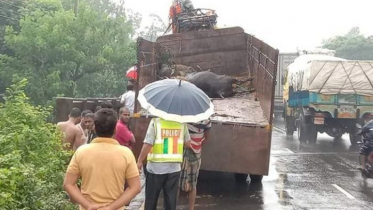 সীতাকুণ্ডে ট্রাক উল্টে মারা গেল ৫ গরু