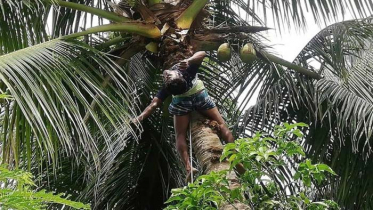 নবাবগঞ্জে নারকেল গাছে বিদ্যুৎস্পৃষ্টে নিহত ১