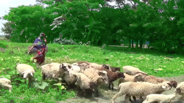 সুবর্ণচরে বাণিজ্যিকভাবে ভেড়া পালন (ভিডিও)