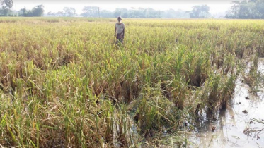 বাউফলে রাতের আধাঁরে কৃষকের আধাপাকা ধান লুট