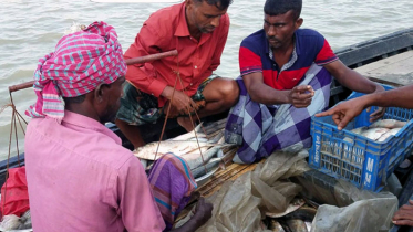 ইলিশ ধরতে গিয়ে ধরা খেলো ৫ পুলিশ, অতঃপর... 