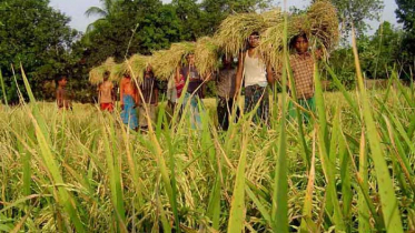 গ্রামের অর্ধেক পরিবার এখনও কৃষিনির্ভর