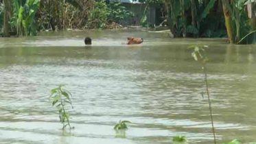 সারা দেশে বন্যার অবনতি, খাদ্য সংকটে কয়েক লাখ মানুষ (ভিডিও)