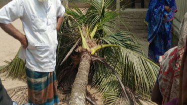 লক্ষ্মীপুরে গাছ চাপায় বৃদ্ধের মৃত্যু