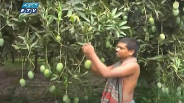 বর্গাচাষি বিল্লালের আম চাষে সফলতা (ভিডিও)