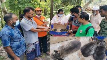 সিংড়ায় মেছো বাঘের ৩টি শাবক উদ্ধার