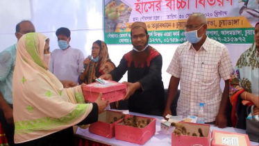 চুয়াডাঙ্গায় দুঃস্থ নারীদের মাঝে হাঁসের বাচ্চা বিতরণ